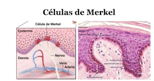 Células de merkel