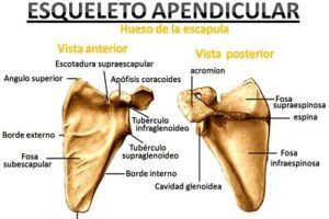 Escápula