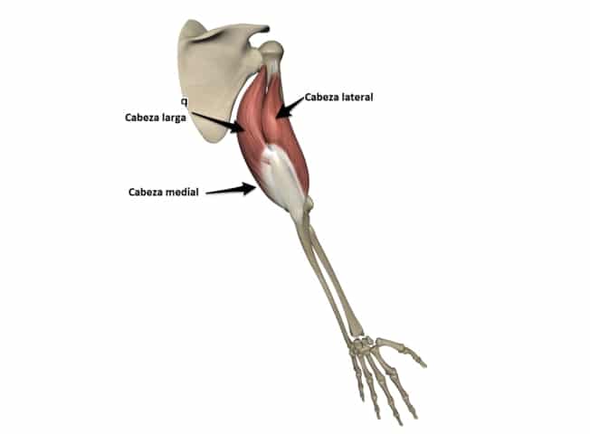 Anatomía del triceps brachial