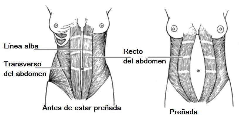 Transverso del abdomen musculo