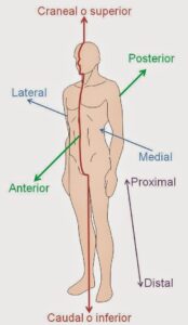 Anatomía humana Términos direccionales anátomico