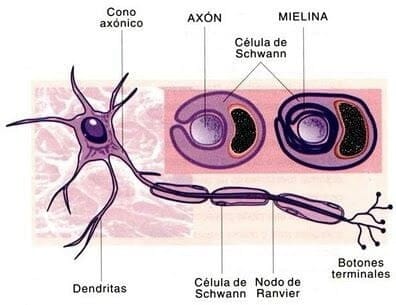 células de Schwann