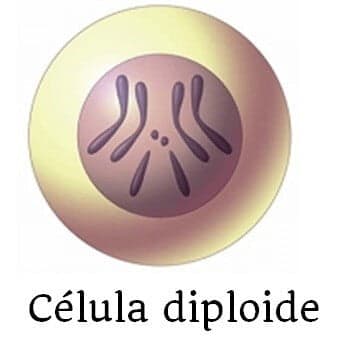 célula diploide
