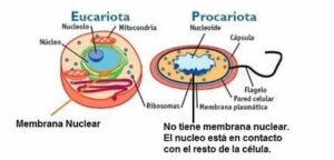 Células células