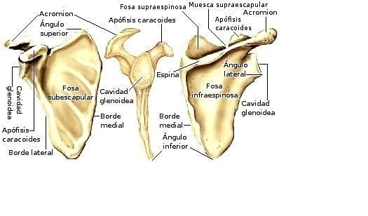 escápula