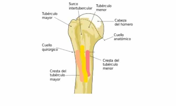 Hueso húmero (extremo proximal y distal, función, inserciones, lesiones)