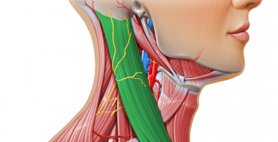 músculo esternocleidomastoideo