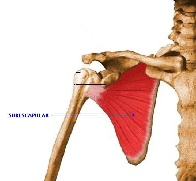 Músculo subescapular