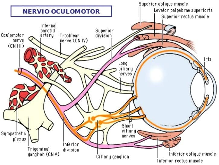 nervio oculomotor