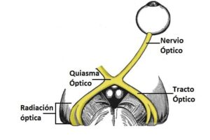 Nervio Óptico
