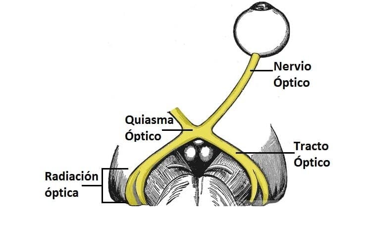 Nervio Óptico