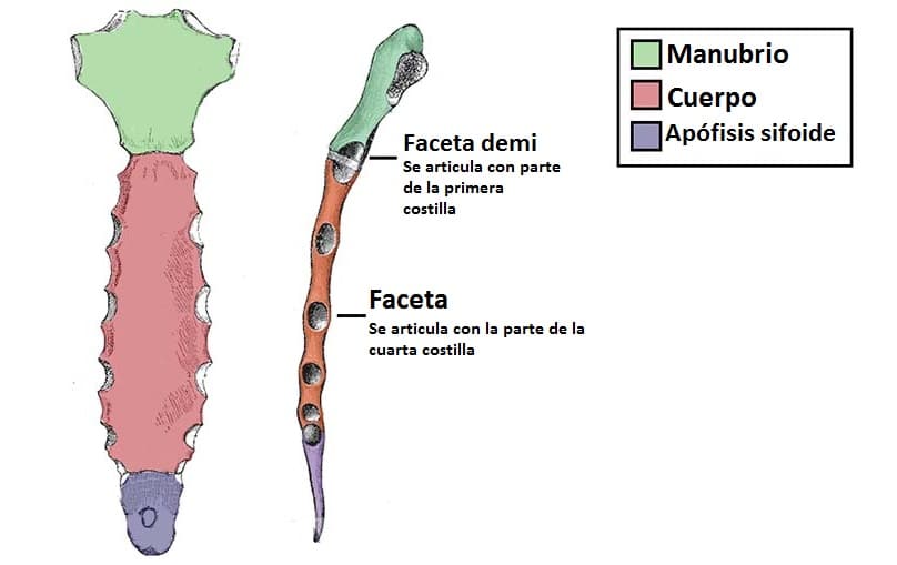esternón
