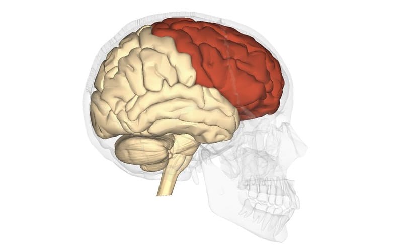 lóbulo frontal