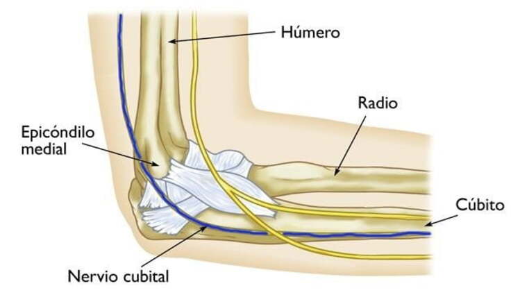 Nervio cubital nervio cubital