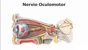 Nervio oculomotor nervio oculomotor