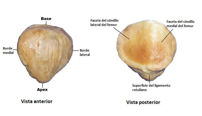 patela o rótula