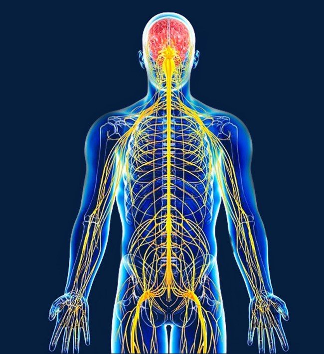 Resultado de imagen de sistema nervioso