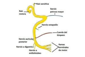 Nervio facial nervio facial