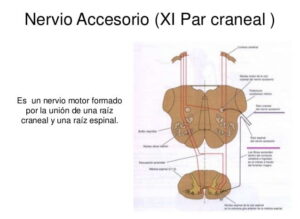 Nervio accesorio nervio accesorio