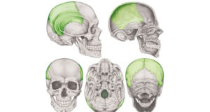 Hueso parietal hueso parietal