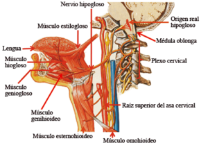 nervio hipogloso