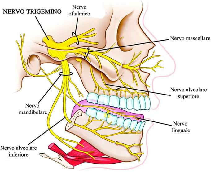 nervio trigémino