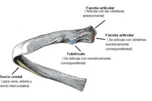 costillas