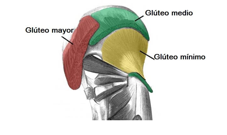 glúteo mínimo