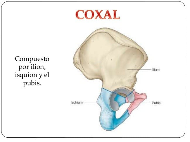 hueso ilíaco