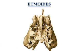 hueso etmoides