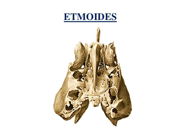 hueso etmoides