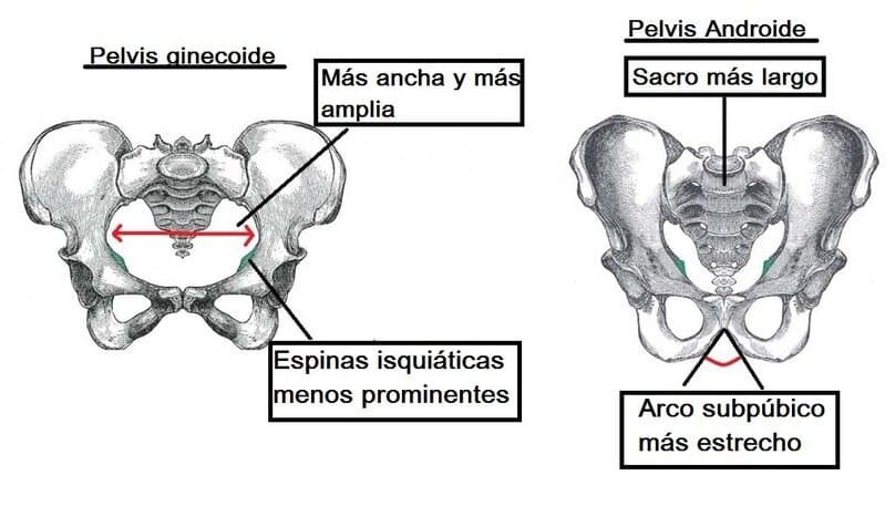 Hueso sacro hueso sacro