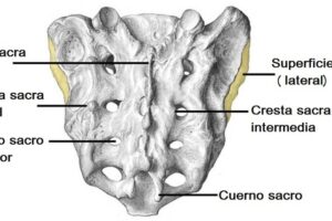 hueso sacro