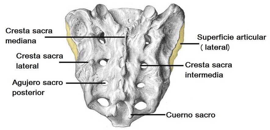 hueso sacro
