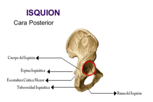 Hueso ilíaco isquion