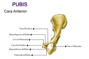Hueso ilíaco pubis