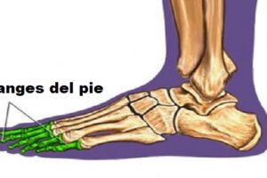 Falanges del pie