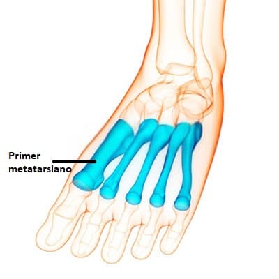 Metatarsianos metatarsianos