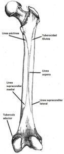 fémur