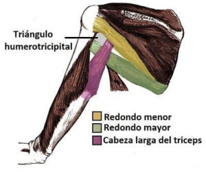 Nervio circunflejo nervio circunflejo