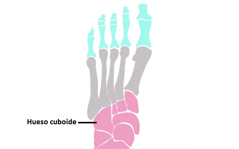 cuboides