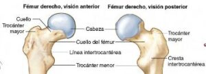 Fémur fémur