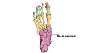Hueso navicular hueso navicular