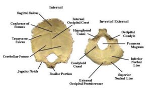 Hueso occipital hueso occipital
