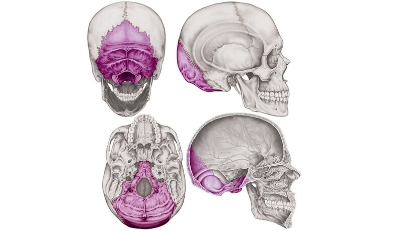 hueso occipital