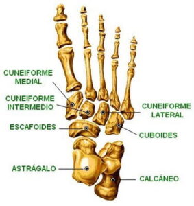 Huesos cuneiformes huesos cuneiformes