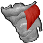 Músculo tirohioideo musculo tirohioideo