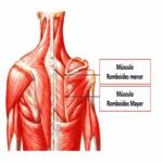 Músculos romboides músculos romboides