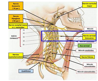 nervio cervical transverso