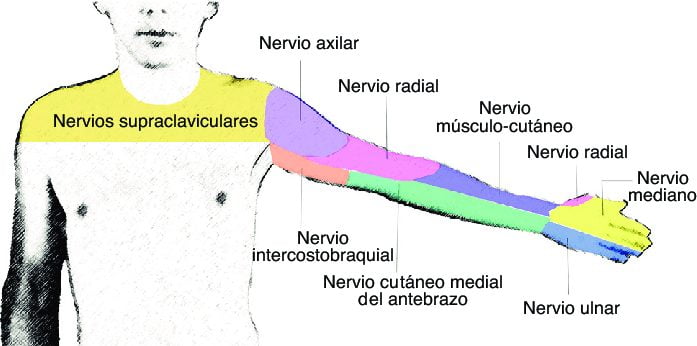 nervio cutáneo medial del antebrazo